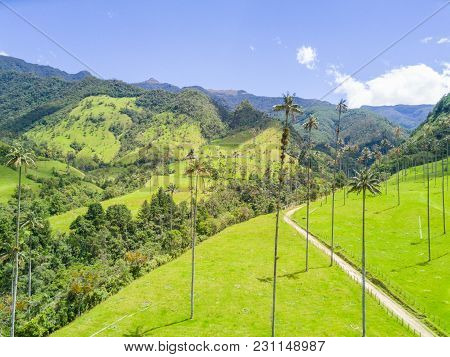 Palms In Cocora Valley Of Salento Aerial View Colombia