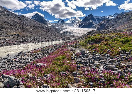 Bright Pink Flowers Of Willow-tea (ivan-tea) On Rocks On The Background Of Mountains, River, Glacier