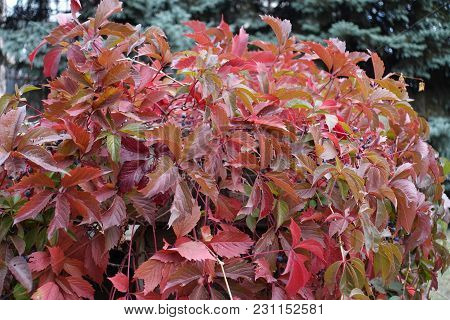 Red Leaves Of Five-leaved Ivy In Autumn