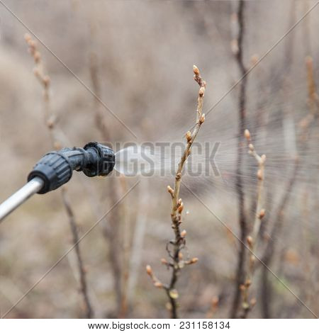 Sprinkling Of Currant With Fungicide