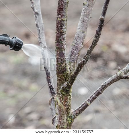 Sprinkling Of Trees With Fungicide