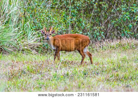 The Indian Muntjac Or Common Muntjac Or Barking Deer Gazing In Khao Yai National Park, Thailand.