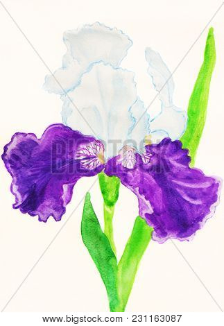 Iris In White And Violet Colours On White Background, Painting Watercolors.