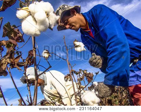 Leme, Sao Paulo, Brazil, May 10, 2005. Worker Makes Manual Cotton Harvesting On A Plantation In The 