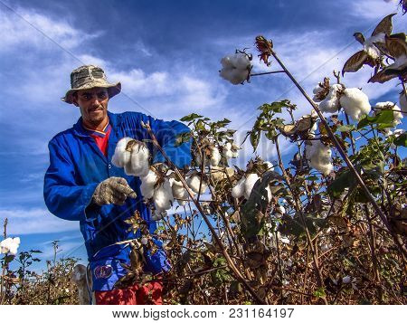 Leme, Sao Paulo, Brazil, May 10, 2005. Worker Makes Manual Cotton Harvesting On A Plantation In The 