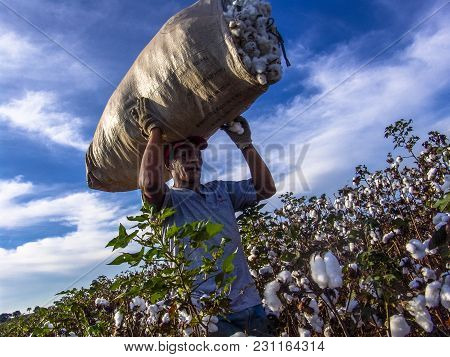 Leme, Sao Paulo, Brazil, May 10, 2005. Worker Makes Manual Cotton Harvesting On A Plantation In The 