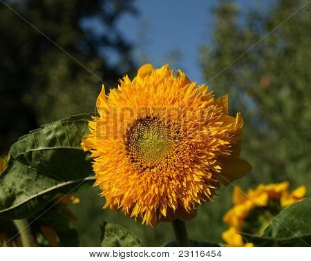 Sunflower puutarhassa