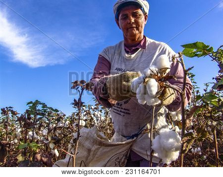 Leme, Sao Paulo, Brazil, May 10, 2005. Worker Makes Manual Cotton Harvesting On A Plantation In The 