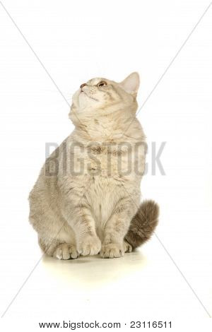 Cinzento gato escocês