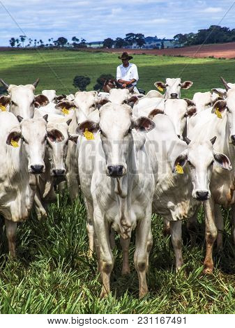 Magda, Sao Paulo, Brazil, March 08, 2006: The Cowboy Leads A Group Of Nelore Cattle Being Herded Thr