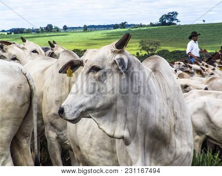 Magda, Sao Paulo, Brazil, March 08, 2006: The Cowboy Leads A Group Of Nelore Cattle Being Herded Thr