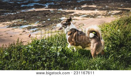 Little Pembroke Dog Welsh Corgis Walking On The Beach In France