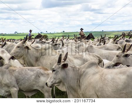 Magda, Sao Paulo, Brazil, March 08, 2006: The Cowboy Leads A Group Of Nelore Cattle Being Herded Thr