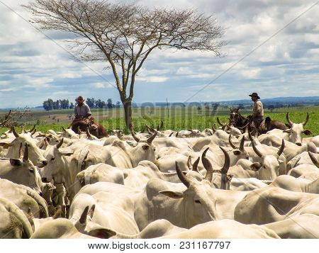 Magda, Sao Paulo, Brazil, March 08, 2006: The Cowboy Leads A Group Of Nelore Cattle Being Herded Thr
