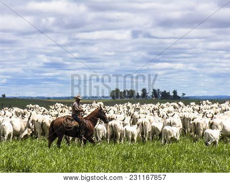 Magda, Sao Paulo, Brazil, March 08, 2006: The Cowboy Leads A Group Of Nelore Cattle Being Herded Thr