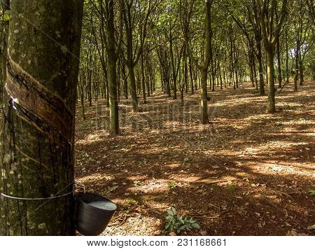 Milky Latex Extracted From Rubber Tree (hevea Brasiliensis) As A Source Of Natural Rubber, Em Ibiuna