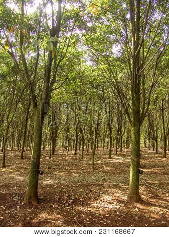 Milky Latex Extracted From Rubber Tree (hevea Brasiliensis) As A Source Of Natural Rubber, Em Ibiuna