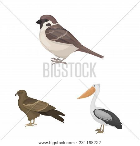 Types Of Birds Cartoon Icons In Set Collection For Design. Home And Wild Bird Vector Symbol Stock  I