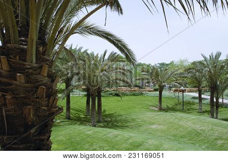 Green Park With Palms In King Abdulaziz Historical Center In Riyadh, Saudi Arabia On 04-30-2006