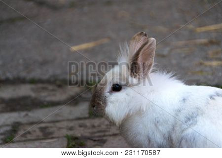 Rabbit, Little Sweet Bunny. The Lionhead Rabbit