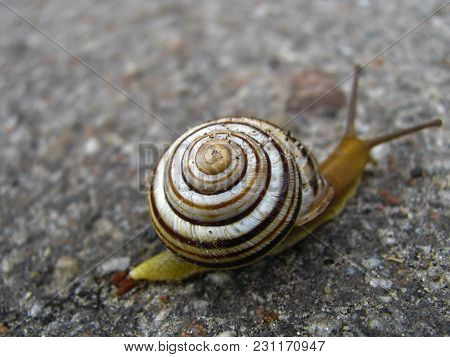 Snail On The Asphalted Road The Concept Of Danger To The Environment