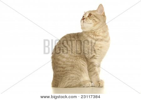 Cinzento gato escocês