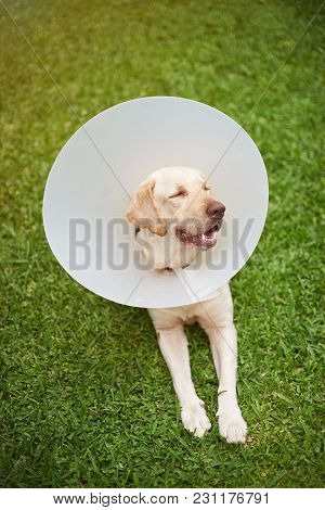 Dog With Collar Cone Relax On Green Grass Background