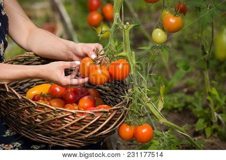 Closeup Of Girl's Hands Picking Up Fresh Organic Tomamotes In A Greenhouse On A Sunny Summer Day. Ga