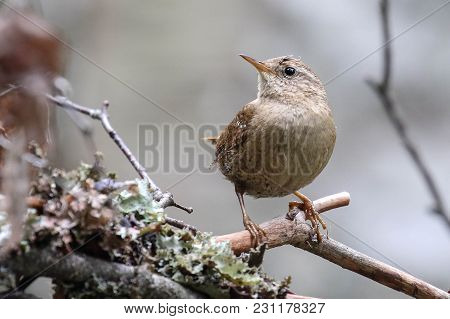 Little Bird From Beginning To Tree. Wren