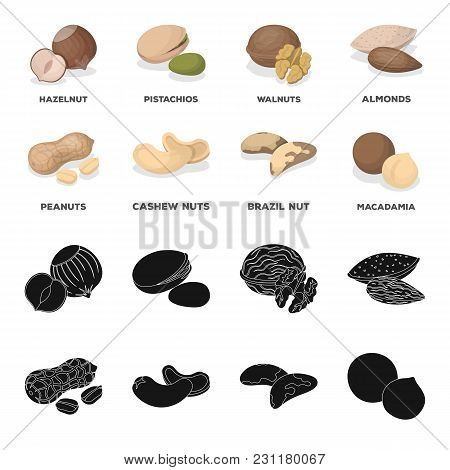 Peanuts, Cashews, Brazil Nuts, Macadamia.different Kinds Of Nuts Set Collection Icons In Black, Cart