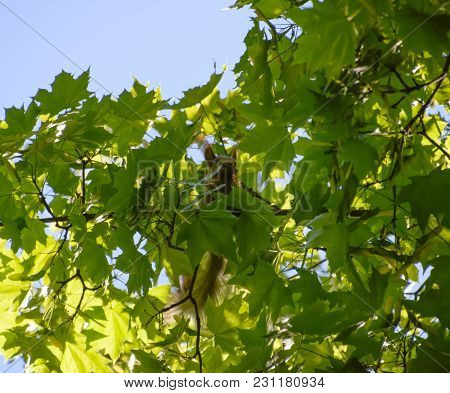 A Squirrel On The Branches Of A Maple. The Squirrel Is A Forest Rodent.