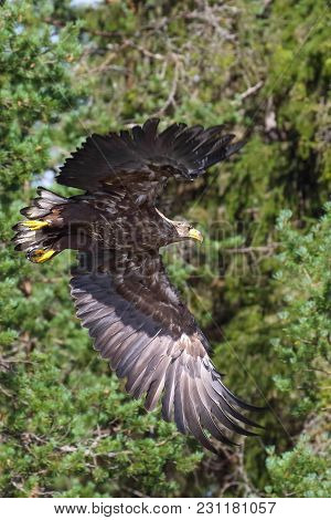 The Eagle Is A Large-scale Nesting Bird
