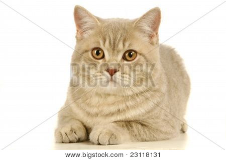 Gato escocês cinzento branco