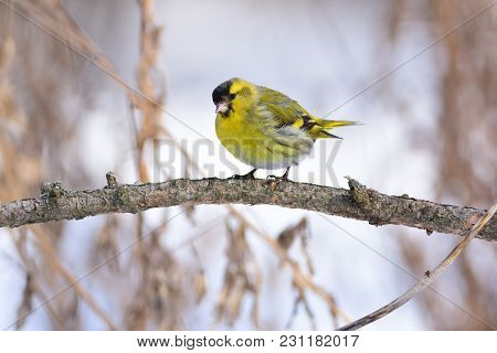 Eurasian Siskin (spinus Spinus) Tilted Her Head, Sitting On A Branch Of Larch.