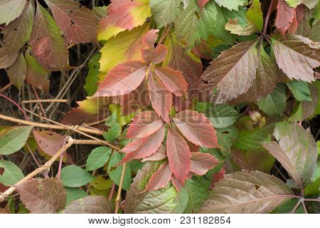 Yellow, Red And Green Leaves Of Parthenocissus Quinquefolia