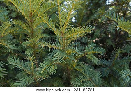 Yew Tree Branches With Immature Male Cones