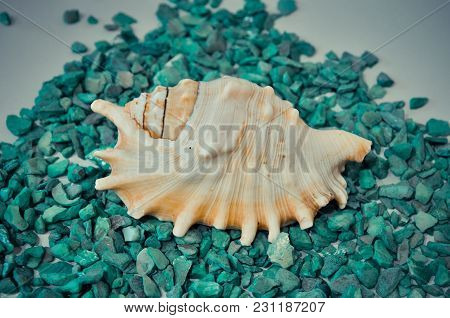 One Or A Set Of Several Different Shells On The Green Stones