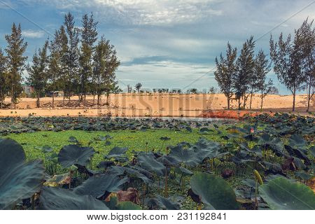 The Pond With Lotuses, Vietnam, Phantiet, Muine