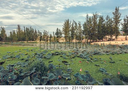 The Pond With Lotuses, Vietnam, Phantiet, Muine