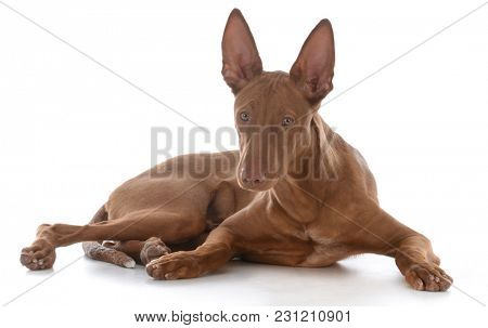 male pharoah hound on white background