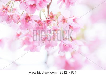 Pink Cherry Blossom(cherry Blossom, Japanese Flowering Cherry) On The Sakura Tree. Sakura Flowers Ar