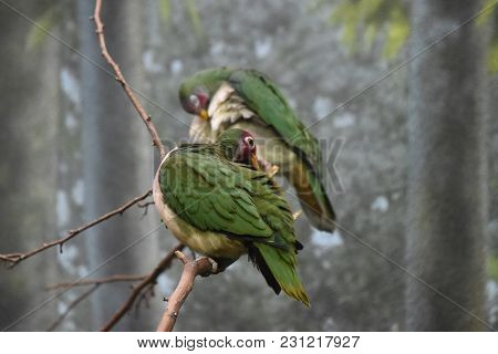 Pair Of Two Jambu Fruit Doves Perched On A Tree Branch And Cleaning Their Feathers