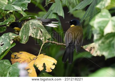 Pair Of Blue-crowned Laughingthrush Birds Perched On A Tree Branch Hidden Between The Leaves