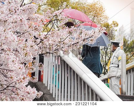 Osaka, Japan. 11st April, 2017: Open Day Festival Of Cherry Blossoms. The Cherry Blossom Festival (h