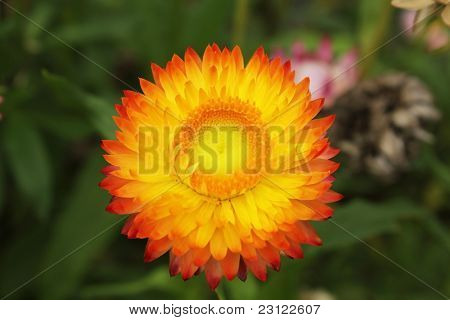 Chrysanthemum