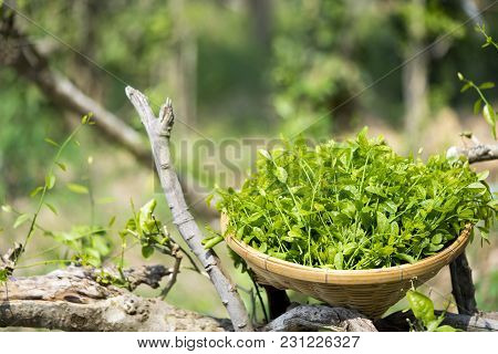 Melientha Suavis Pierre In The Wild Are Very Popular In The Countryside. Have A Delicious Taste Rare