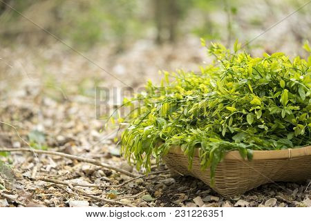 Melientha Suavis Pierre In The Wild Are Very Popular In The Countryside. Have A Delicious Taste Rare