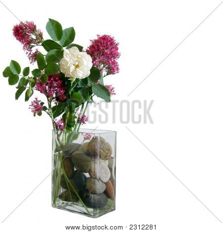 Una rosa bianca tra fiori rosa