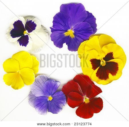 en cirkel av färgglada viola tricolor