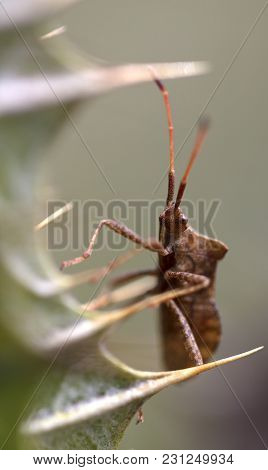 The Beetle Hid Among Thorny Thistle Needles And Looks Expectantly At Others